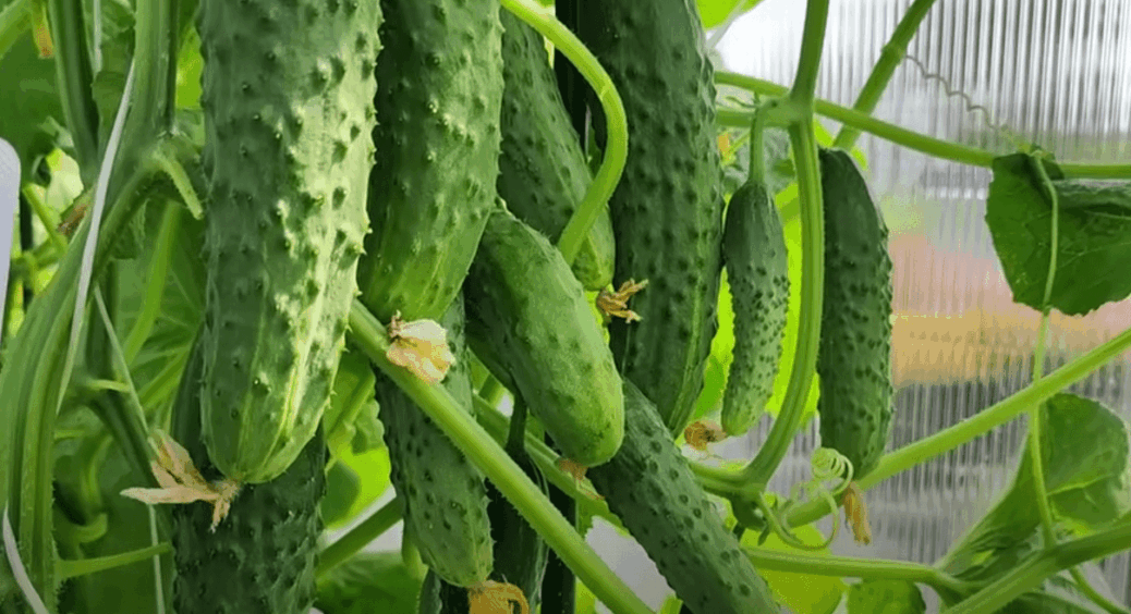 Спека, перепади, скидання плодів – 1 розчин повертає огіркам сили: підказали у Житомирі 