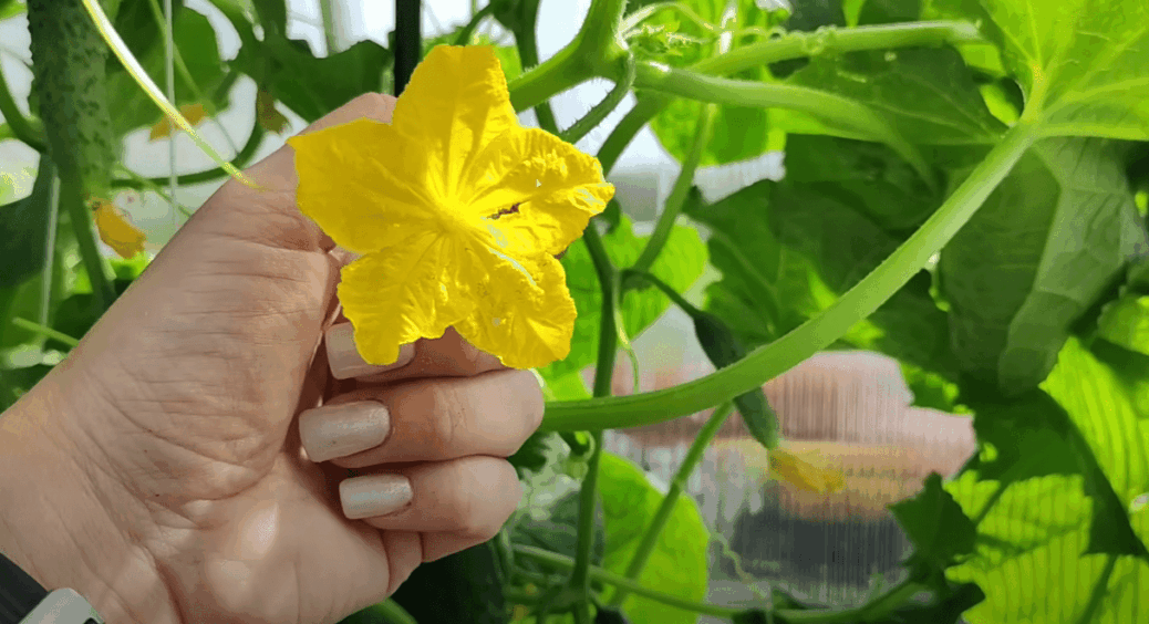 Коли та як правильно зривати огірки? У 2025 полтавські городники радять звернути увагу на це 