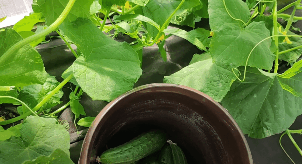 Без цього огірки не ростуть! Раз на 10 днів сиплю на грядку і врожай ношу повними пакетами з АТБ 