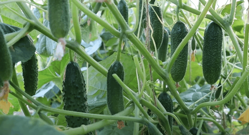 5 штук у воду — готове підживлення на огірки: через 2 дні чахлі пагони шпарять як на коровʼяку 