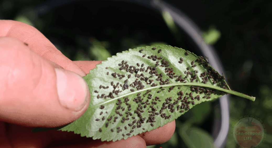 Газована вода замість мила: як 1 пляшка замінить цілий арсенал для саду від попелиці 