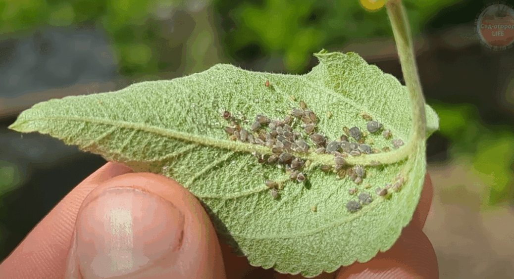 Застарілий пил творить дива: ось як його використовують на Одещині проти попелиць 