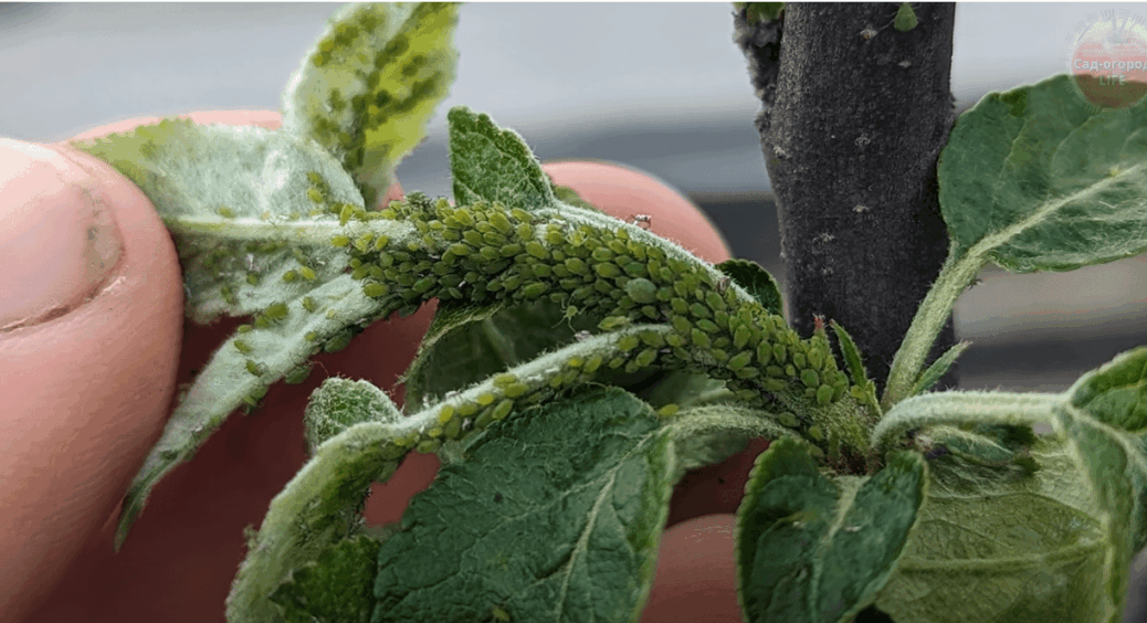 Невидимий ворог у саду: де зимує попелиця і як її прибрати швидко, просто, ефективно 