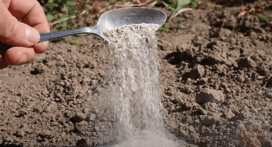 Тепер мені зола взагалі не потрібна! Просто розкидую ЦЕ на грядках восени і завжди з урожаєм 