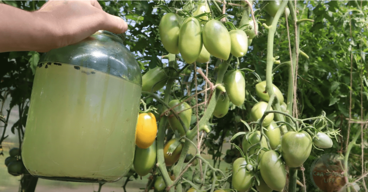 Городники назвали найкраще добриво для овочів із швидким фосфором