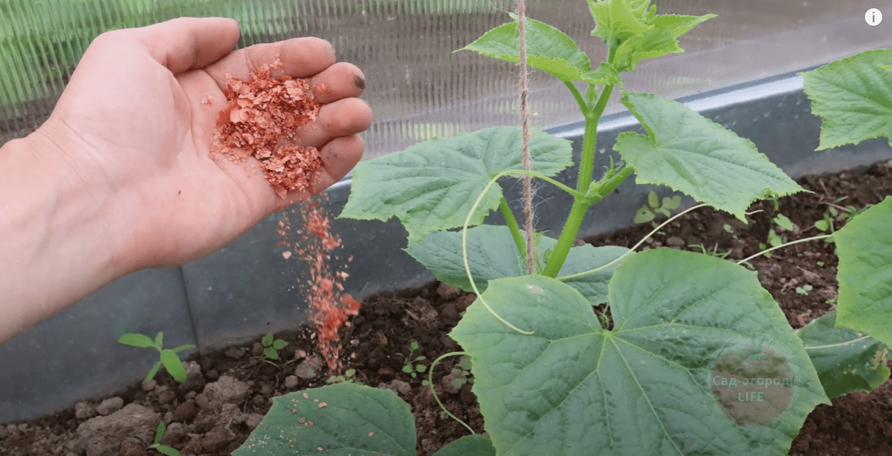 Городники назвали найкраще добриво для томатів