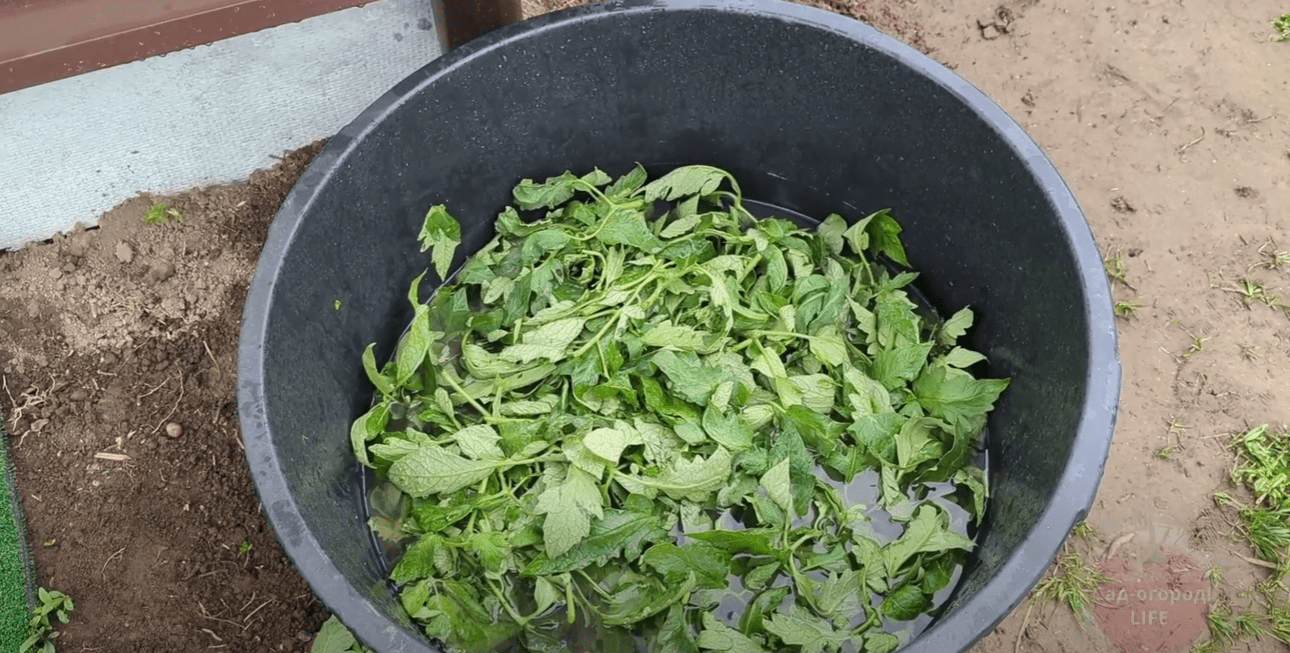 Городники назвали добриво, яке у 100 разів потужніше коров'яку, дріжджів та золи