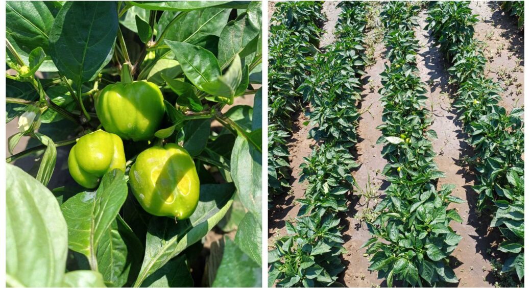 30 перців з куща за 2 місяці на Франківщині: мій секрет урожаю у 10 краплях цього продукту 