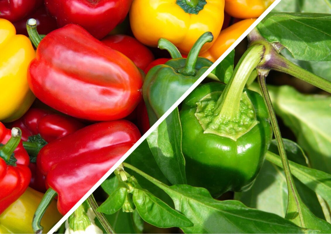 Садівники пояснили, чим варто підживити зав'язі перцю в липні-2025