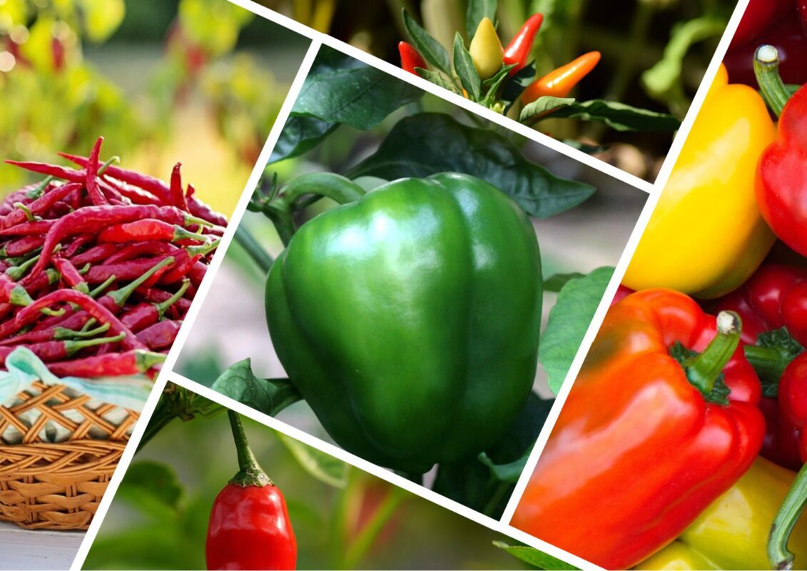 Агроном розповів, чим підживити перці у серпні