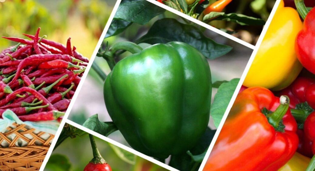 По 7 кг плодів з куща: дачник з Вінниці назвав найкраще підживлення для перців у серпні 2025 