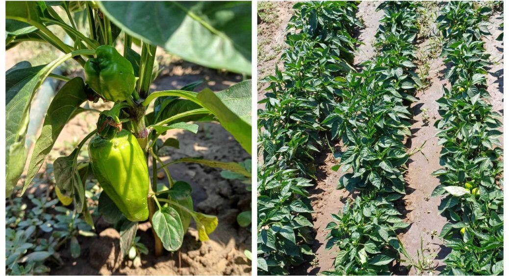 Солодкий перець ще зелений, а листя починає в’янути: правильний полив цього овоча в спеку 