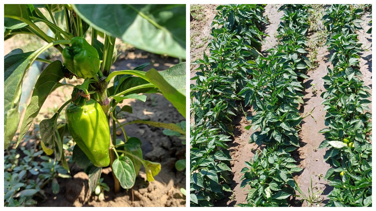 Городники пояснили, після якого поливу на перцях в липні не в'янутиме листя