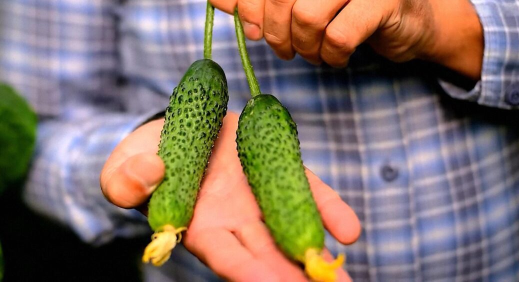 Корейська селекція: наймодніший гібрид огірків на решту літа та початок осені 2025 