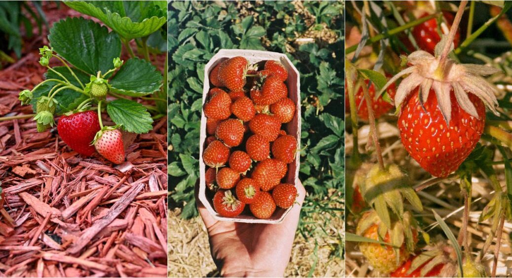 Замульчуйте полуницю – показники врожайності поб’ють минулорічні рекорди на 30% мінімум 