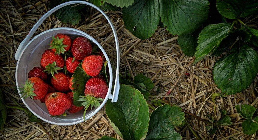 Цьогоріч майже не вродила полуниця? Городники назвали 4 причини низької врожайності 