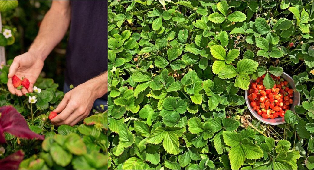 Купа безкоштовної полуниці за 1 раз: як треба розмножувати її у липні 2025 – легко, доступно 