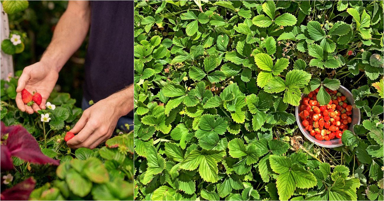 Агроном розповів, як розмножує полуницю у липні