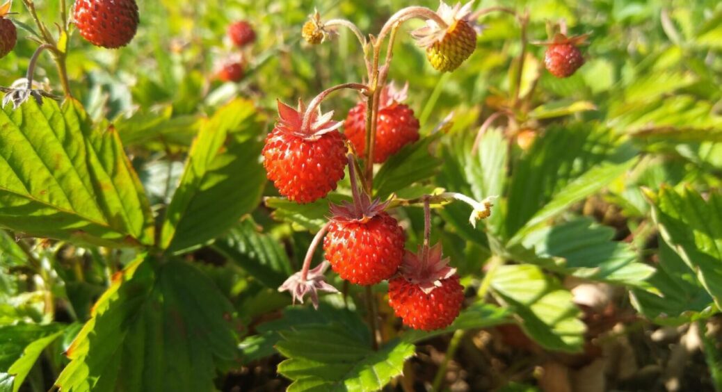 Пересадка суниці та полуниці: як пересадити так, щоб усе 100% вкорінилося до осені-2025 