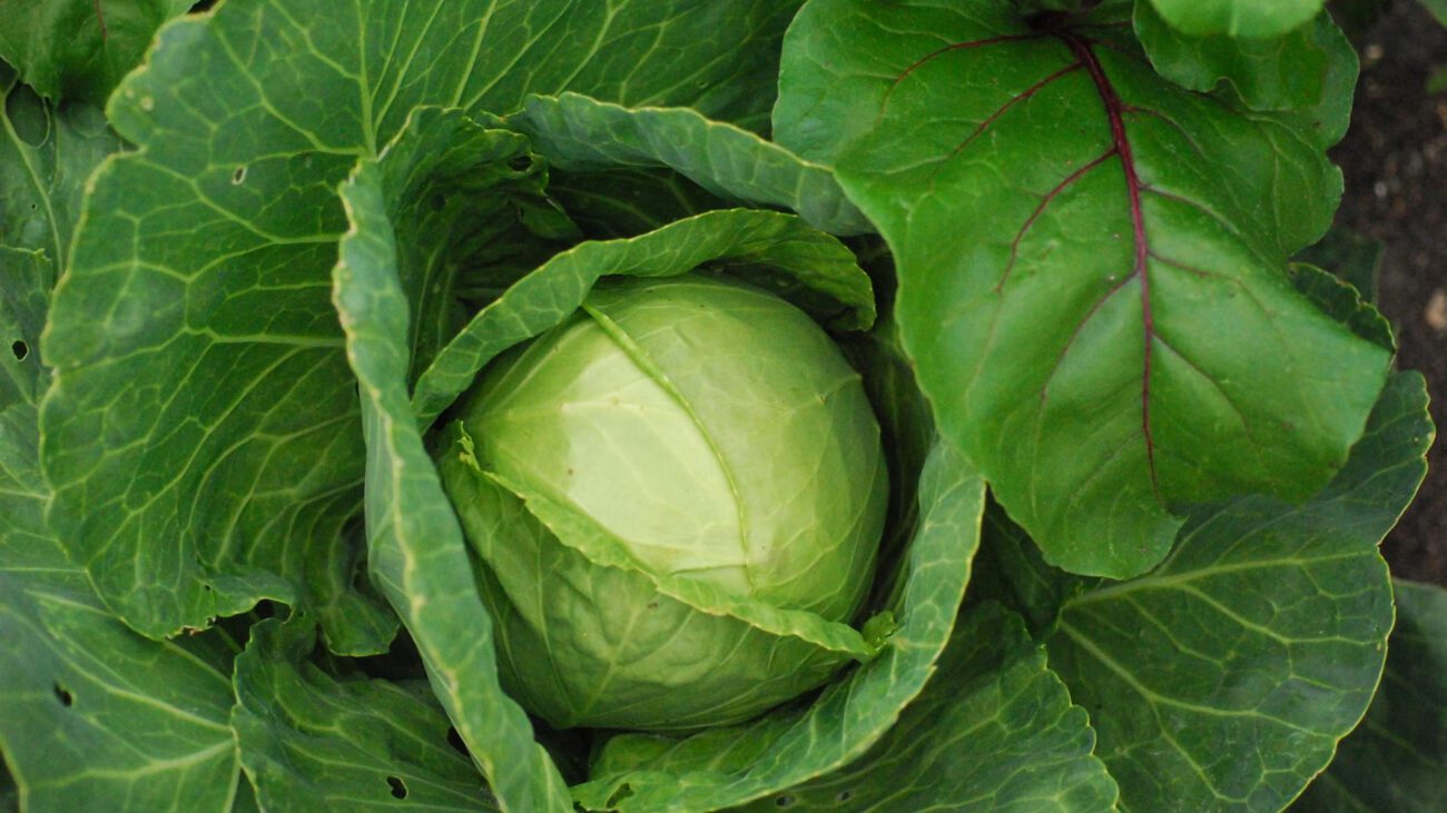 Агроном розповів, як захистити капусту від шкідників
