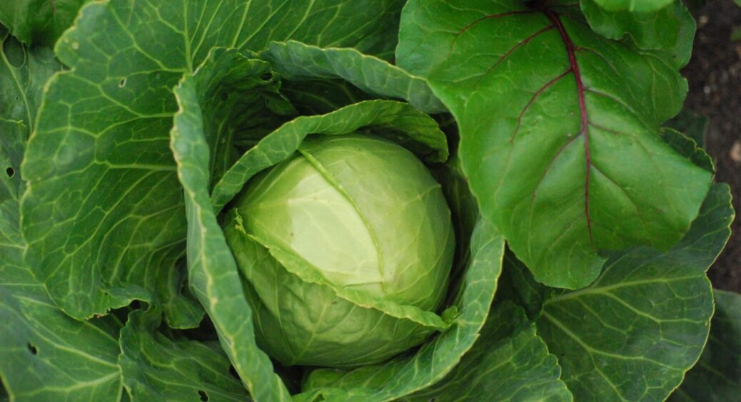 Цей пучок зелені зменшив шкідників на капусті втричі: з 1 серпня – прямо в ґрунт 