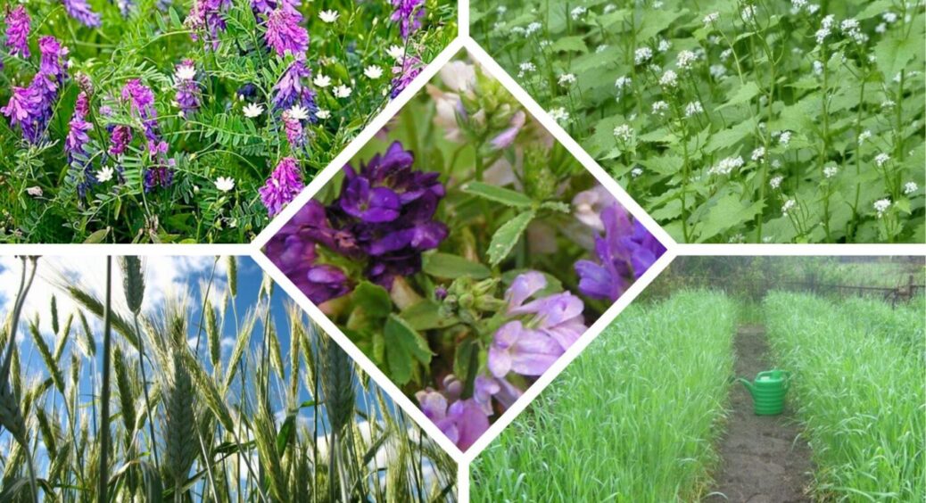 Замість золи – ось ЦЕ: як сидерати можуть призвести до шаленого врожаю ягідних культур 2026 