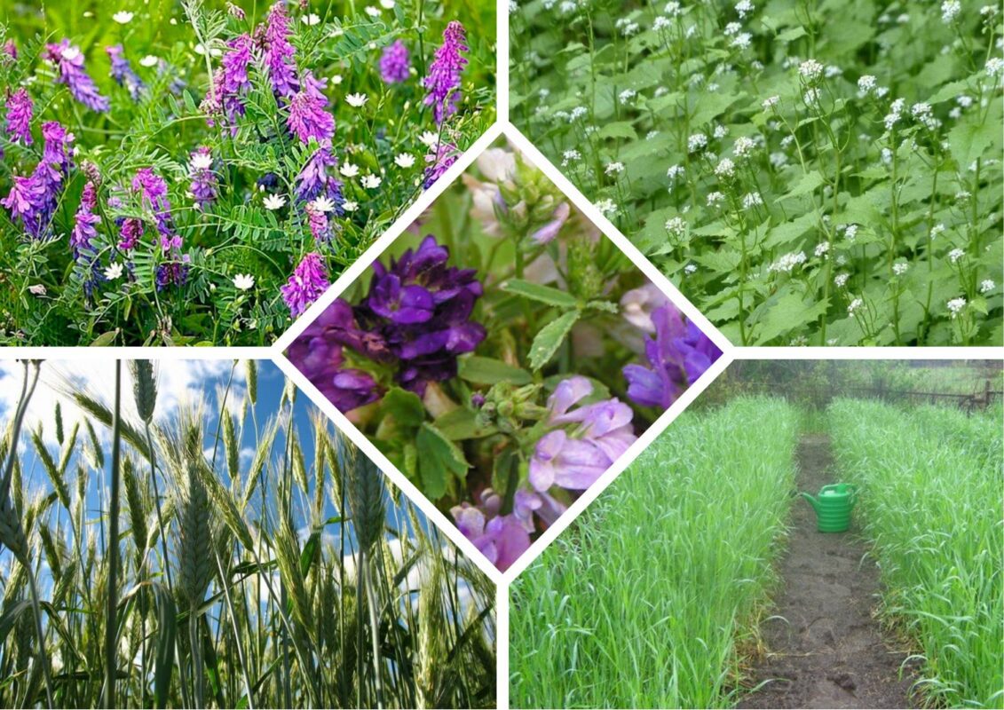 Садівники пояснили, чому сидерати призводять до шаленого врожаю