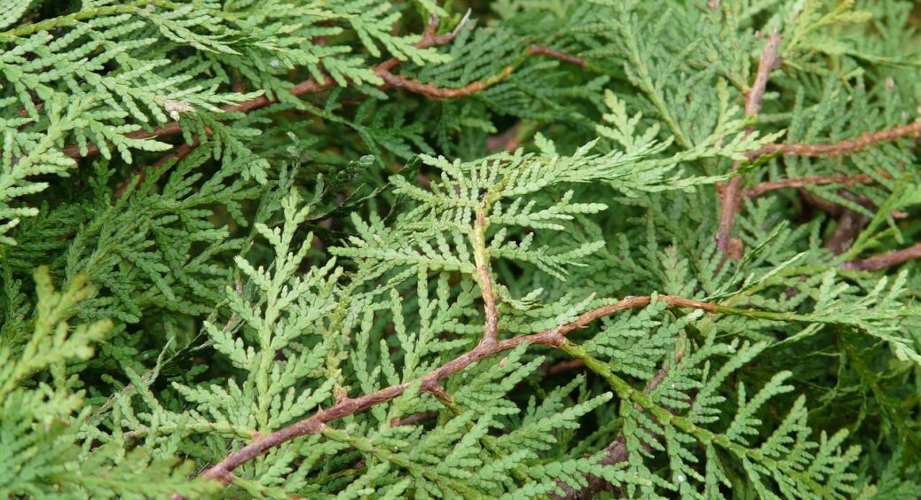 Чи можна саджати біля дому туї: 3 забобони про вічнозелені дерева, які не працюють на практиці 