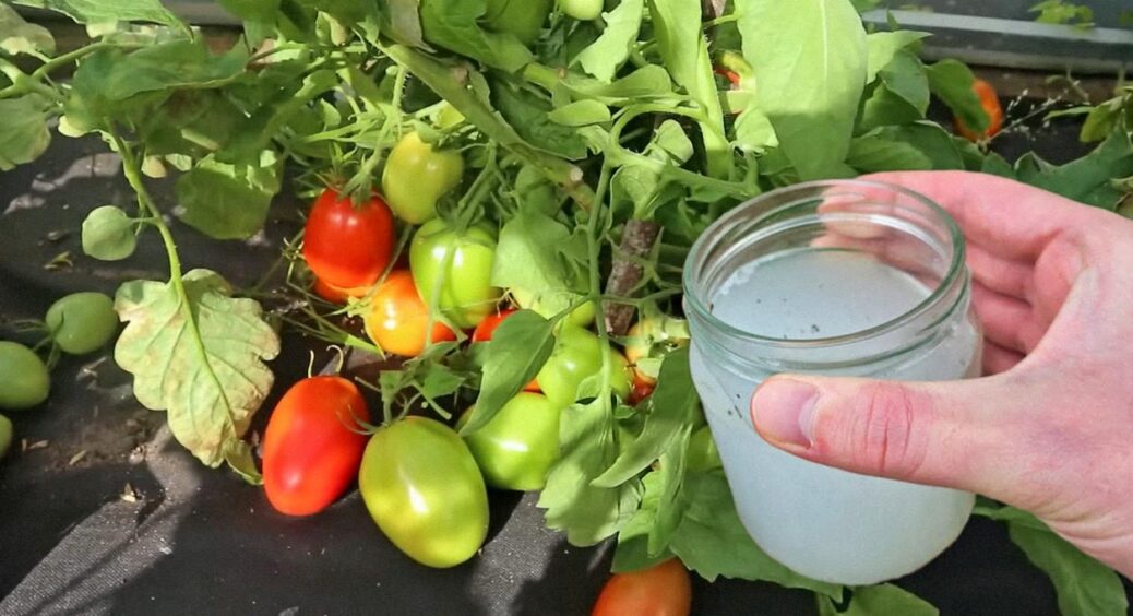 Ця хитра підживка для помідорів просто ого-го! Внесіть до 15 липня, і врожаю буде море 
