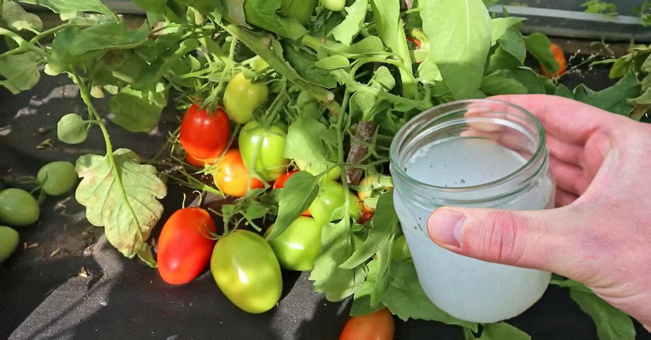 Фермери порадили підживку для томатів, яку треба внести до 15 липня