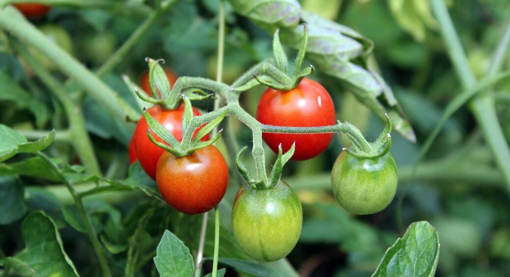 Врожаї збиратимете відрами: як доглядати за томатами в липні 2025 – досвід городників Тернопільщини 