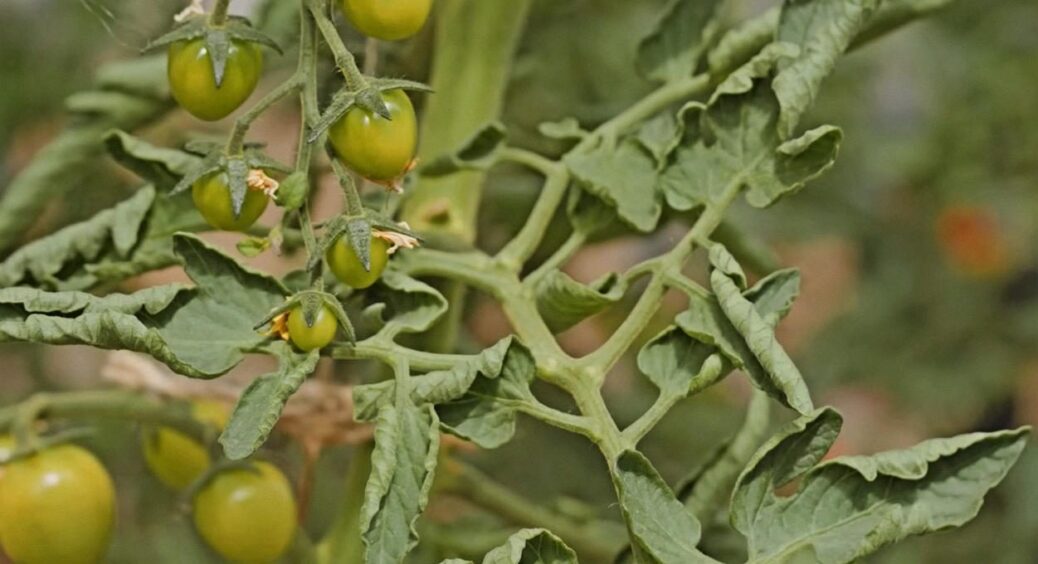 Скручується листя на томатах? Зробіть ЦЕ, і побачите, як врожай збільшиться у 2 рази 