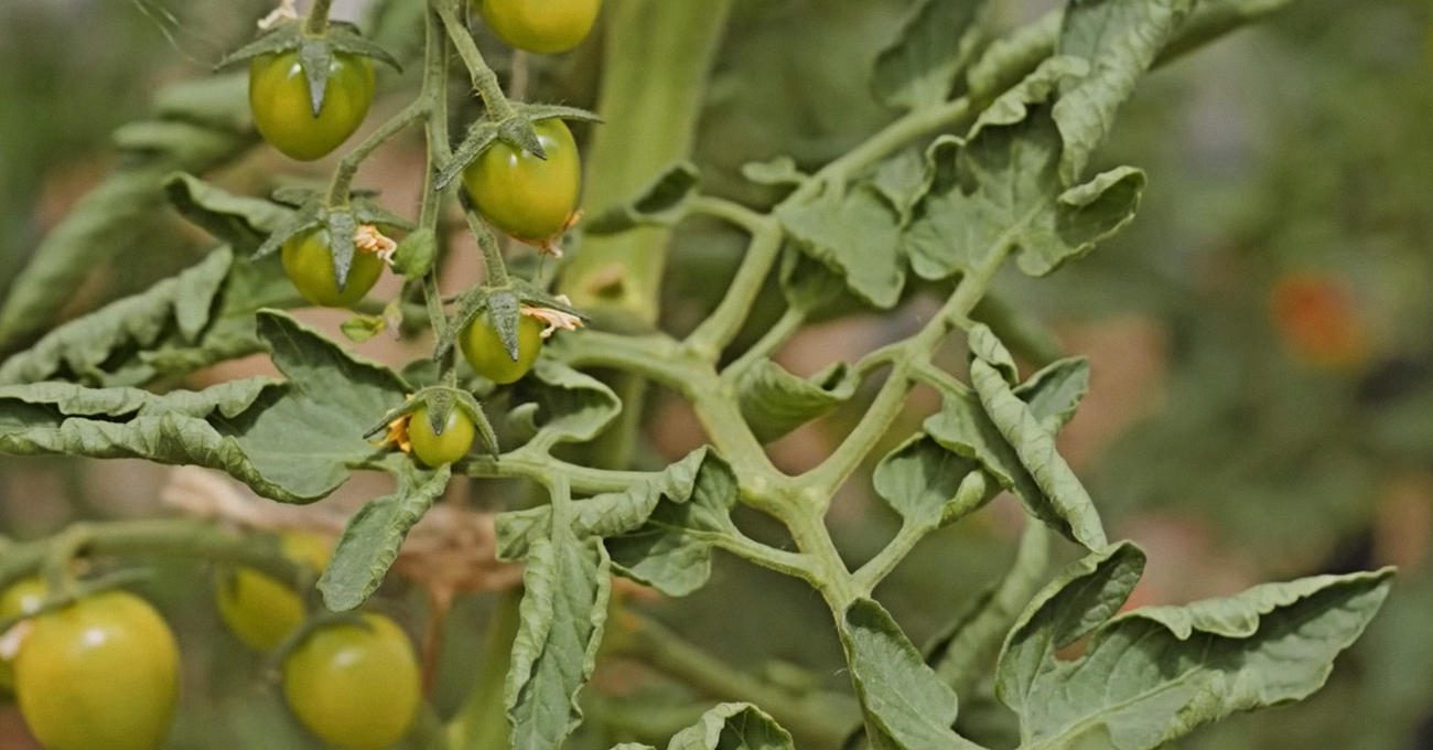 Агрономи пояснили, що треба робити, коли скручується листя томатів