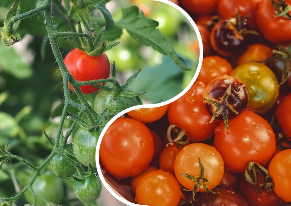 Городники розповіли про найефективніше осіннє добриво для томатів