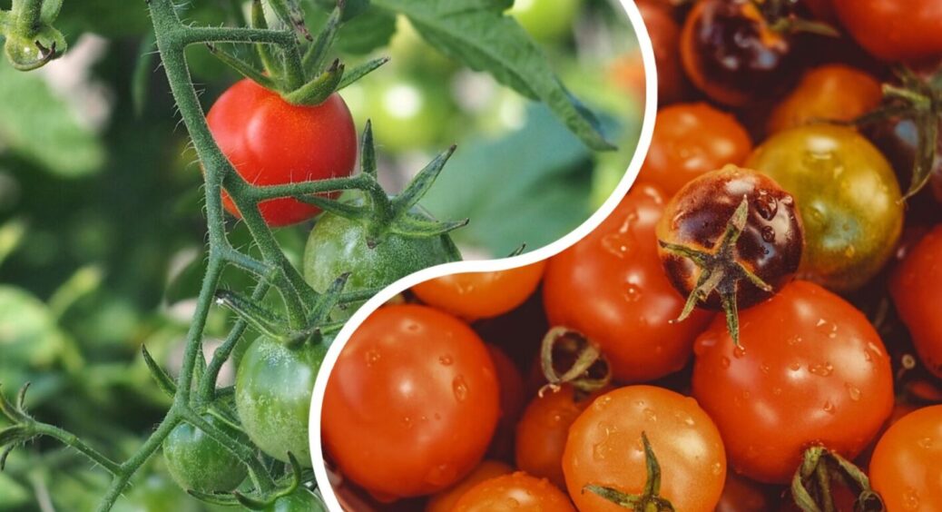 Урожай з одного куща – від 30 томатів із зав’язі: вся “сіль” у розчині з 3-х інгредієнтів 