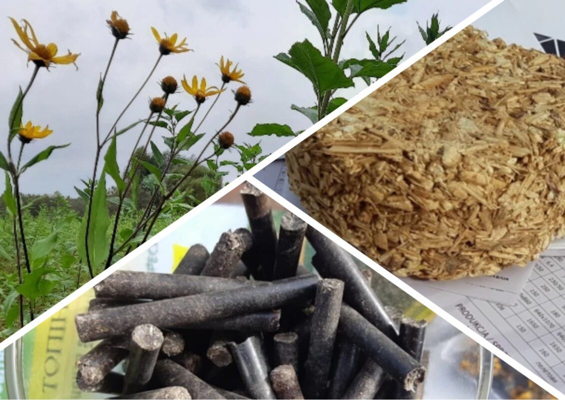 Топінамбур - рослина корисна з усіх боків