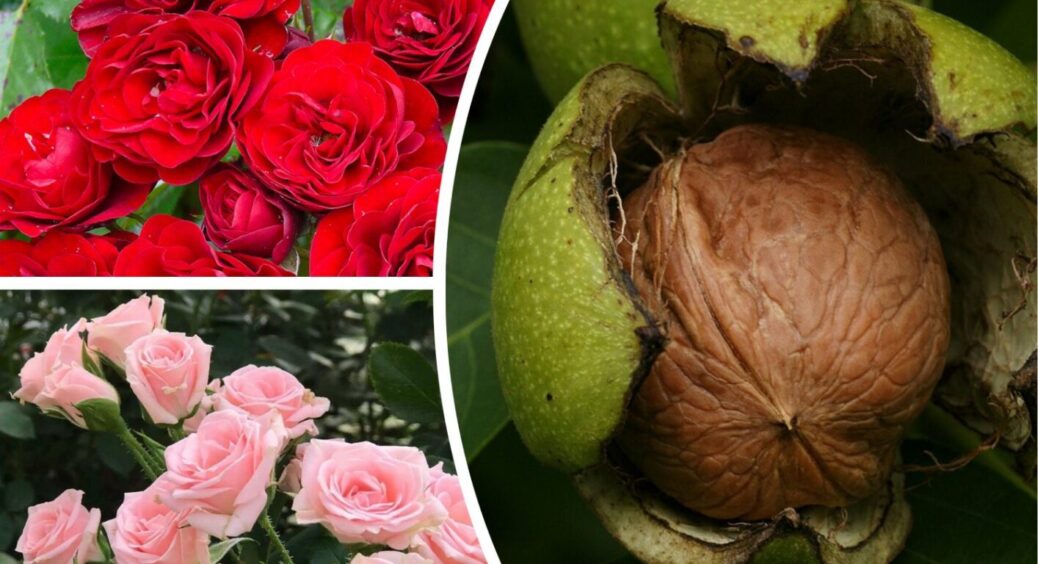 Зростати поряд із трояндами – токсично: під яким деревом категорично не можна висаджувати квіти 