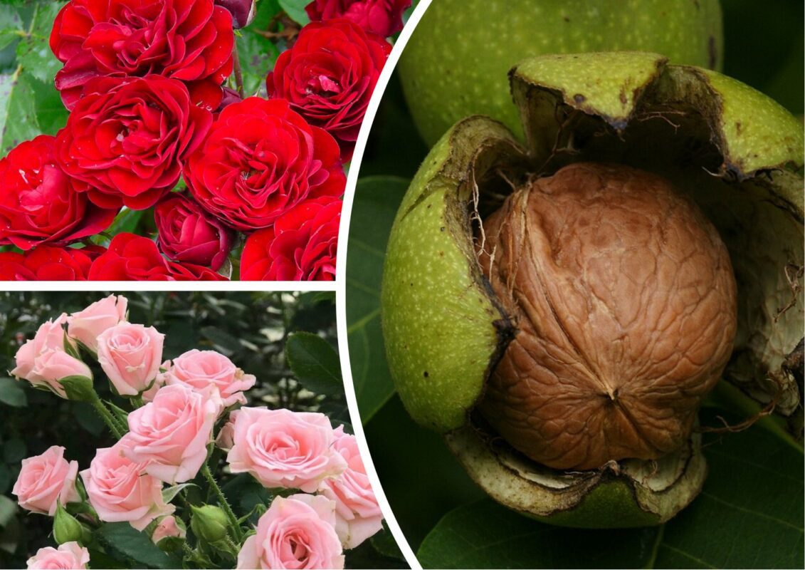 Волоський горіх пригнічує розвиток троянд