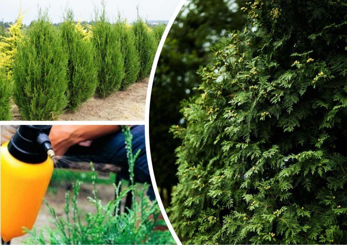 Як врятувати тую від спеки