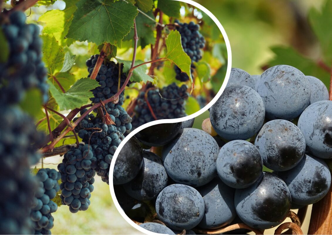 Садівники пояснили, що слід знати про виноград у серпні для хорошого врожаю