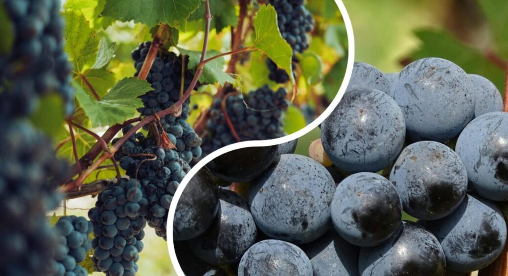 Що слід знати про виноград у серпні, щоб у вересні-2025 точно отримати найкращий урожай 
