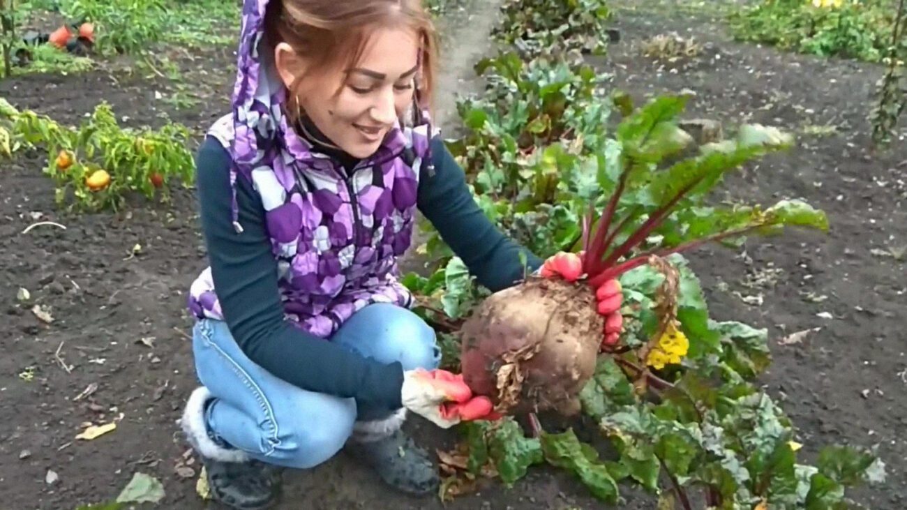 Агрономи назвали підживку, яка прискорює ріст буряка