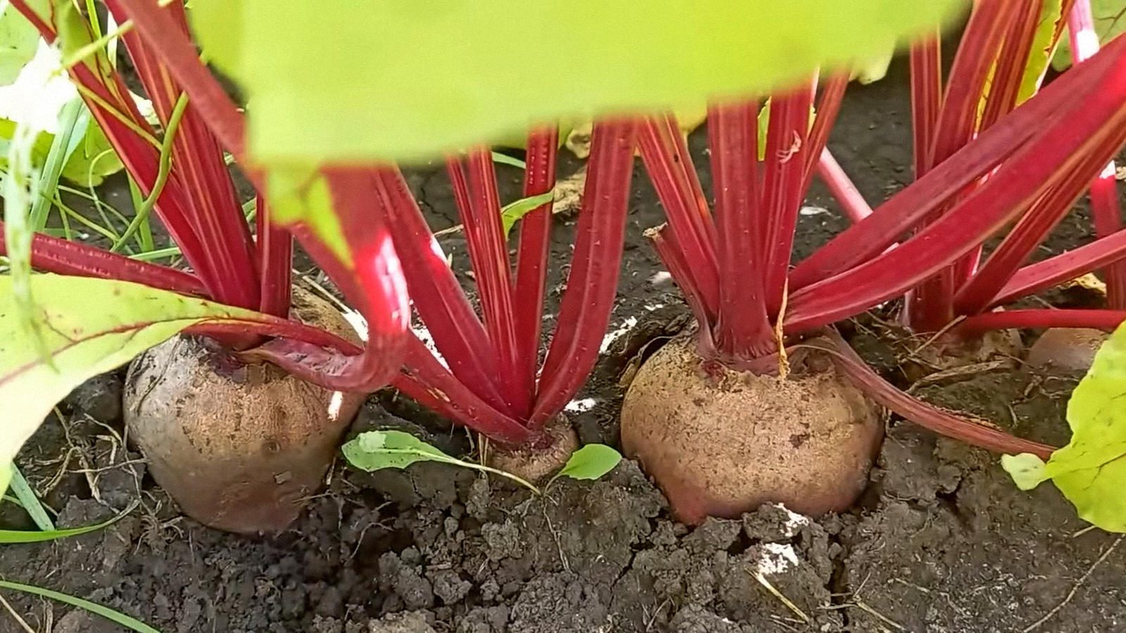 Городники пояснили, як виростити великий та солодкий буряк