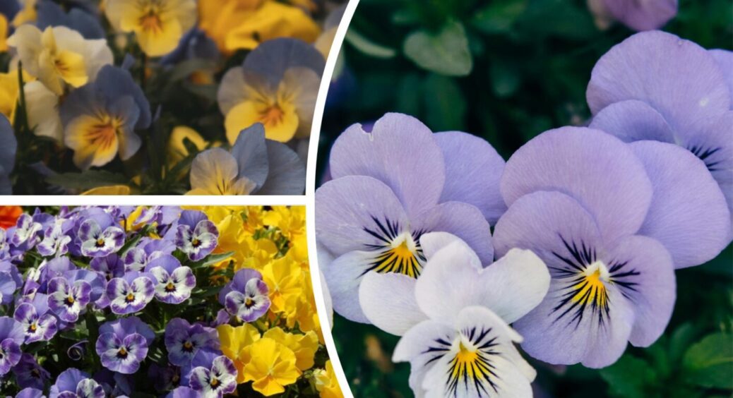 У Миколаєві вирощують квіти, що не бояться спеки: не засихають і милують око протягом літа 