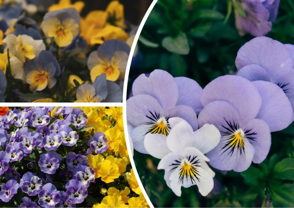 Віола квітує все літо й не боїться спеки