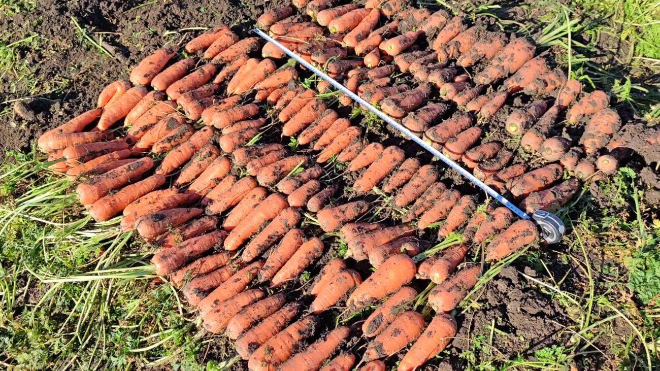 Аграрії розповіли, як зберегти моркву свіжою всю зиму без погреба