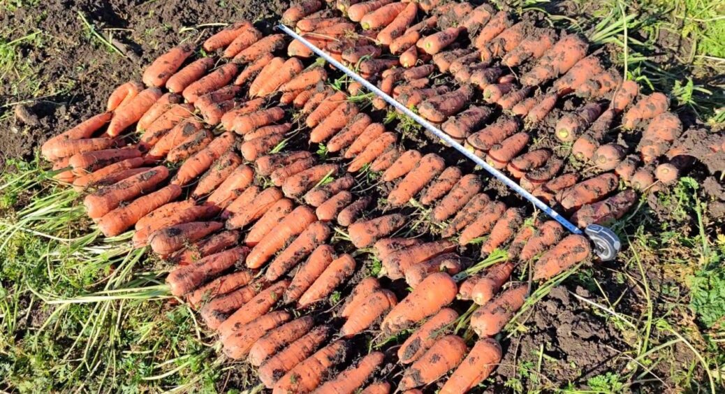Домашня морква лежить по 6-7 місяців без гаража і погреба: 1 прийом з Чернівців 