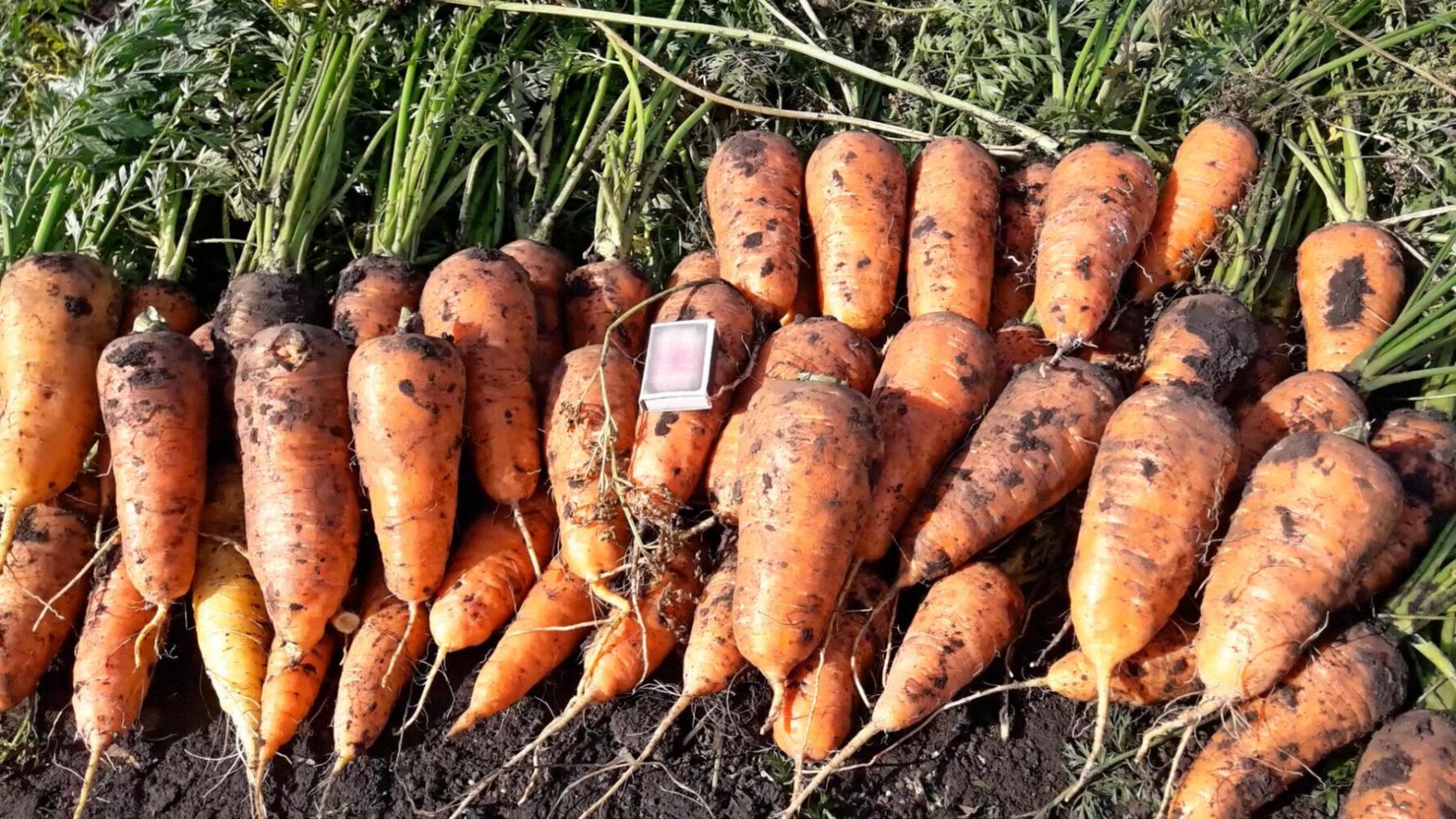 Агрономи порадили сорт моркви для посадки у серпні