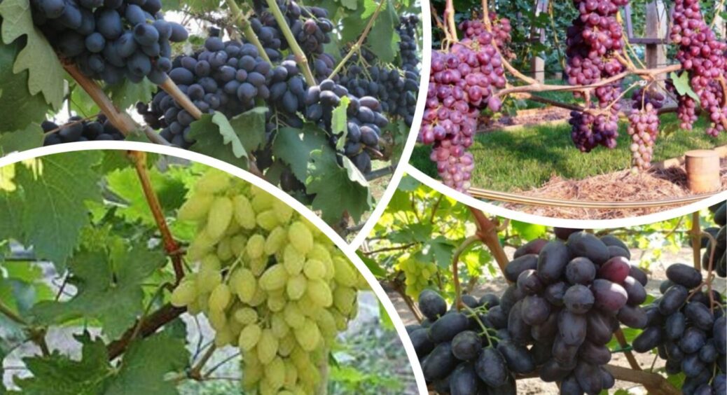Як зупинити цей безлад? Чому виноград лопається прямо на кущі – 2 реальні причини 