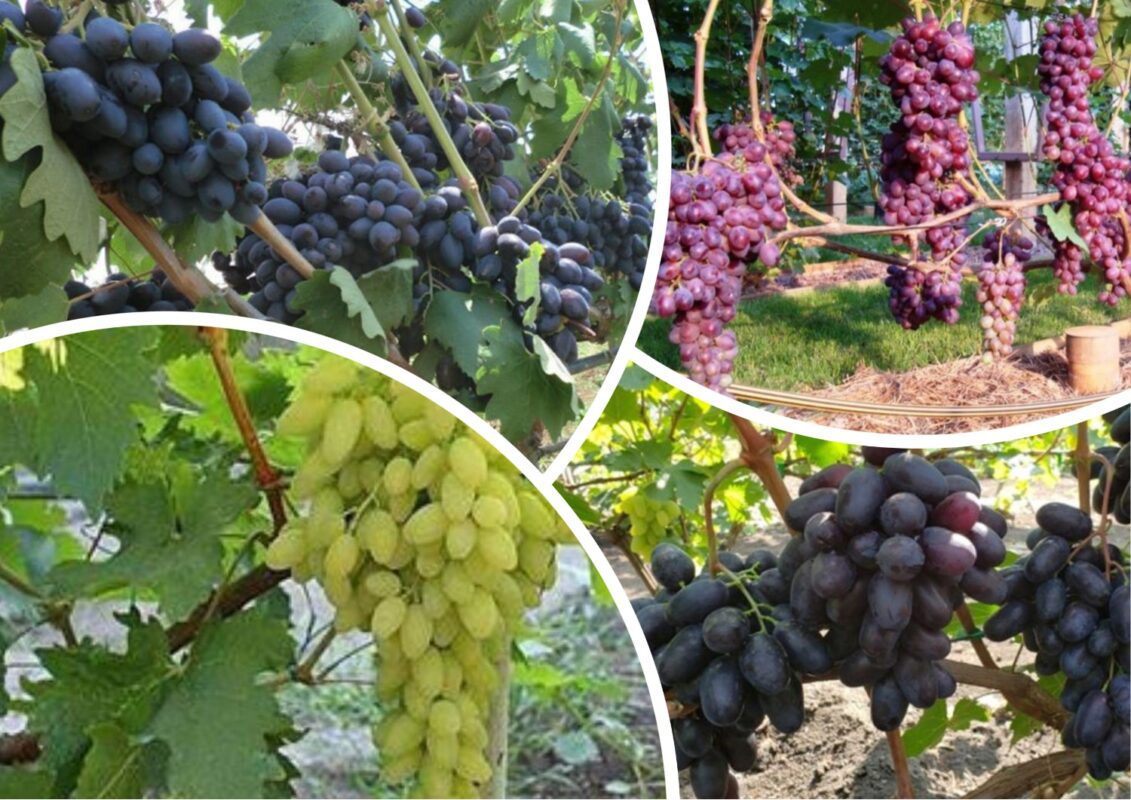 Виноградар розповів, чому ягоди лопаються на кущах